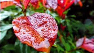 Reel Skaps, Man D.O - Crazy Love (Myazisto 71Touch)