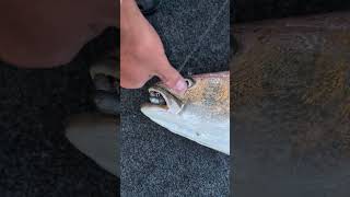 Mulloway caught by 2 people at the same time