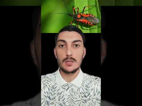 Video: Katydid Böceğine Bakmanın 3 Yolu
