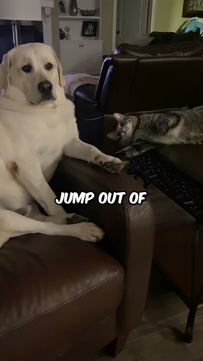 This Dog is Scared of Cats 🐶😺