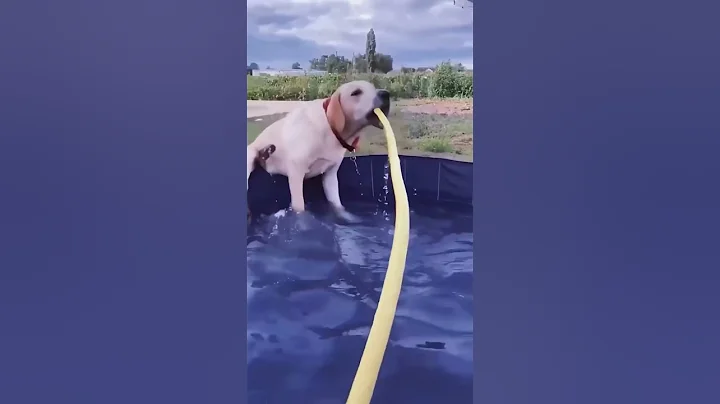 Watch the video about #funnyvideos #funny #dog #cat#pets #funnypet #cute #funnypuppy#petsunited #pets #funnyanimal