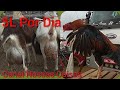 CABRA LEITEIRA/AVES/Galinha NA FEIRA Do Gado de CAMPINA GRANDE-PB (04/12/2019)