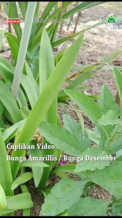 ciri daun pada tanaman amarilis yang akan keluar bunga #amarilis #bungadesember #bungahias #bakung