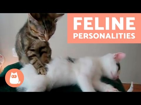 5 बिल्ली व्यक्तित्व - आपकी बिल्ली में क्या व्यक्तित्व है?