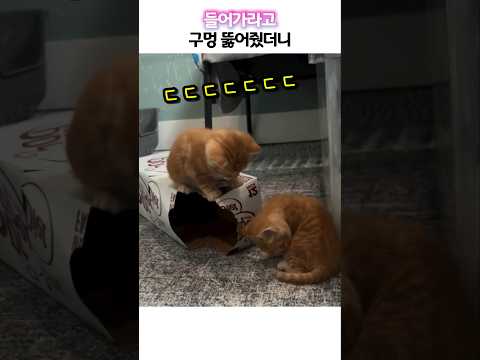 들어가라고 구멍 뚫어줬더니 thumbnail