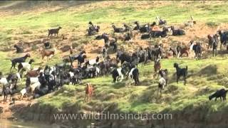 Download Lagu Wild life at the Chambal Sanctuary MP3 Download Lagu Wild life at the Chambal Sanctuary MP3