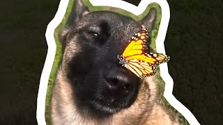 Собака С Бабочкой На Носу 🦋 — Откуда Мем?