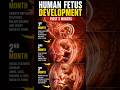 Ultra Realistic Human Fetus 3 Month Growth Journey | From Embryo to Fetus