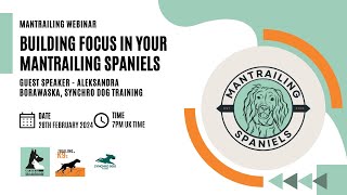 Mantrailing Spaniels - Building Focus in your Mantrailing Spaniel