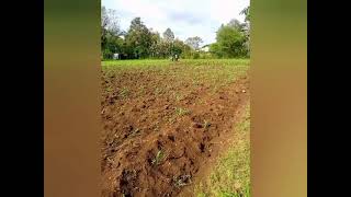 How to your maize for super high yield
