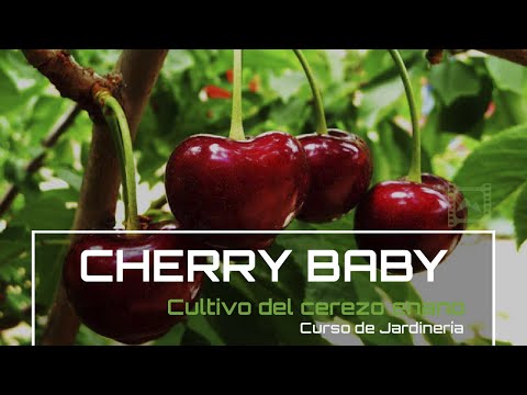 Video: Romeo Cherry Árboles frutales: cómo cultivar cerezas Romeo