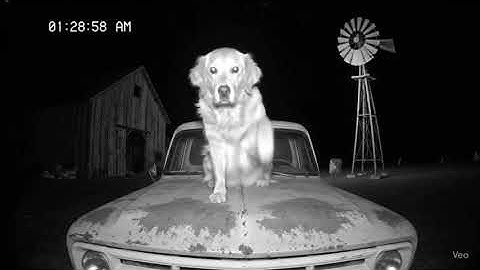 Mysterious Act Captured on Camera: Lion and Dog #ghost #cctv