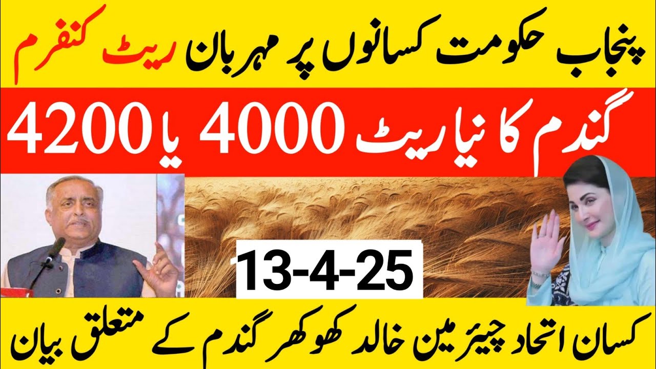 Wheat support price in Punjab 2025ll new Gundam rate ll گندم کی امدادی ...