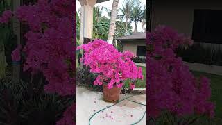 15 YEARS OLD BOUGAINVILLEA PLANT