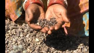 Processing technique of castor seeds Odia PRAGATI Odisha