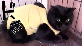 術後服似合い過ぎなレスラー黒猫再び!