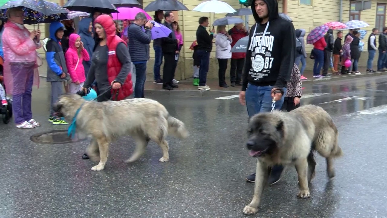 Talsu pilsētas svētku 2017 gājiens