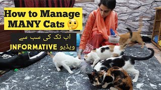How To manage many Cat's in house | How to make Cat litter | Best food for healthy Cats
