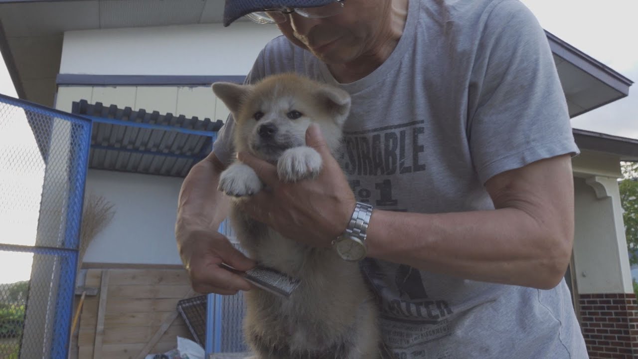 じいちゃんの秋田犬【子育て編】＃14　夕暮れ時の優しい時間