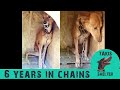 Dog chained for 6 years like a prisoner. She was scared of humans, now looks at her - Takis shelter