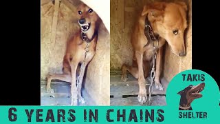 Dog chained for 6 years like a prisoner. She was scared of humans, now looks at her  Takis shelter