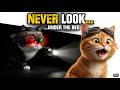 The Ultimate Cat Heist Goes Hilariously Wrong