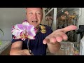 ОРХИДЕИ УЦЕНКИ после МУЧНИСТОГО ЧЕРВЕЦА и пересадки орхидей в составной грунт 29.05.2020