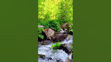 سورة الماعون بصوت عبد الرحمان السديس مع مناضر طبيعية
