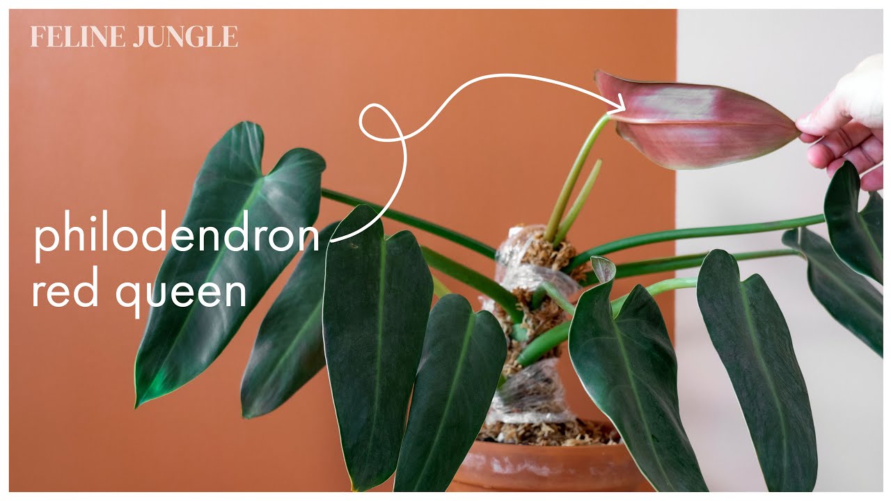 Underdog of Philodendrons Philodendron Red Queen How to Grow
