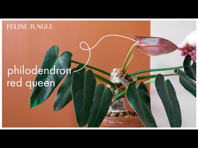 Underdog of Philodendrons | Philodendron Red Queen | How to Grow & Stake up  | #3 - YouTube