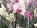 Шок цены на орхидеи! Планета лета