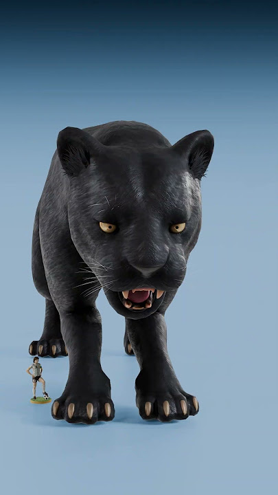 House Cat vs Lion