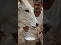 ❤️ ramu loved his cow ❤️ #shorts #trending #ai #cow #man