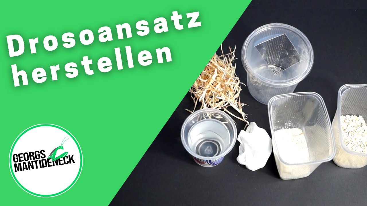 Einen Drosoansatz Herstellen Drosophila Hydei Melanogaster Youtube 