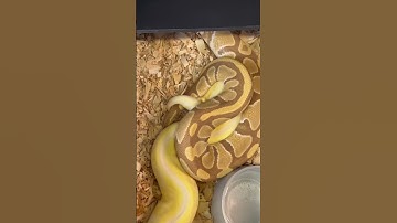 Black Pewter Albino & Ultramel Ball Pythons Breeding! #Shorts