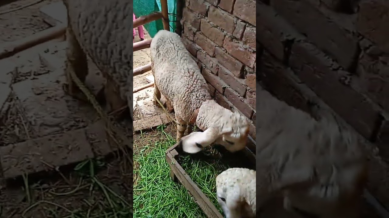 sheep's and Goat eating 