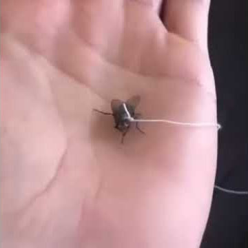 My Pet Flying l Fly bee with String l