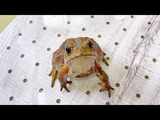 A toad that was too crazy about its owner took an unexpected