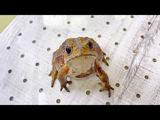 A toad that was too crazy about its owner took an unexpected action.