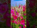sunrise 🌄 Nature beauty Qur'an translation urdu 🕋 #qurantranslation #sunrise #aestheticvideo