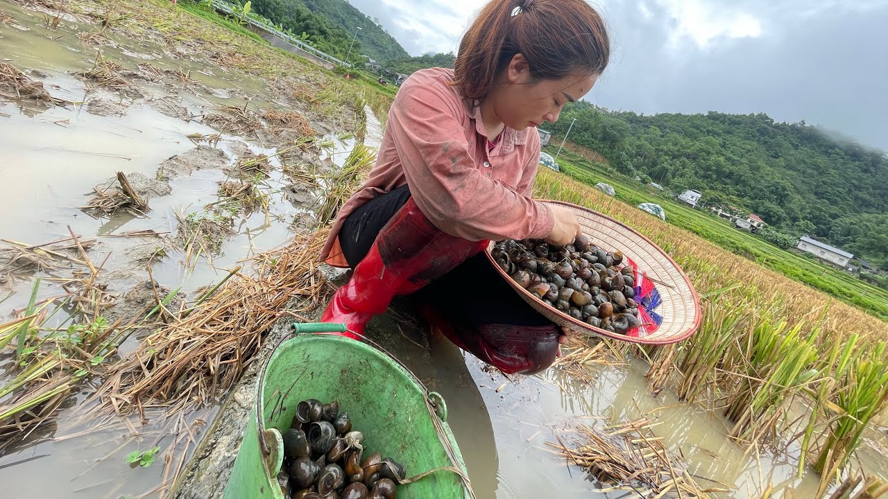 A single mother goes to catch snails and farm - YouTube