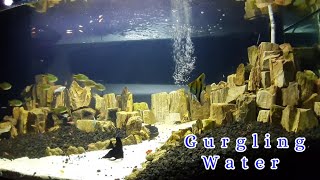 Suara Gemericik Air Akuarium Untuk Relaksasi Terapi Suara Air Anti Stres , Terapi Burung Anti Stres