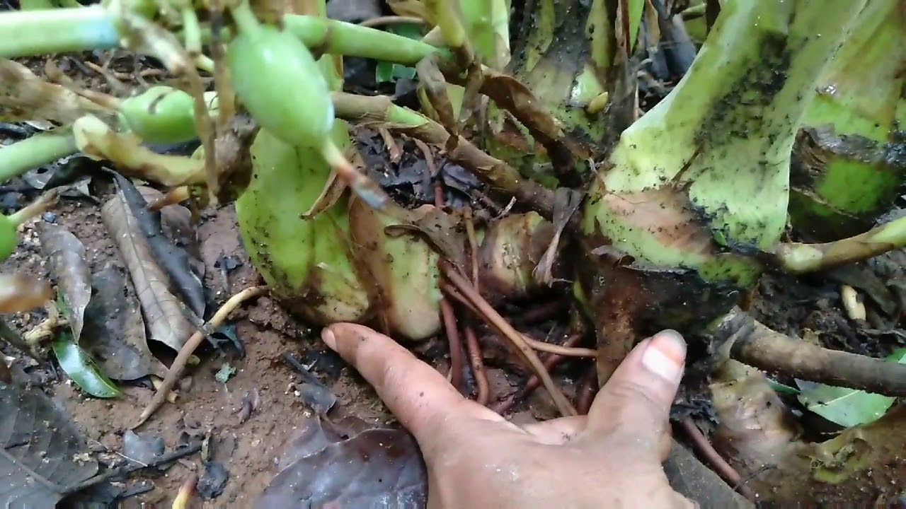 Commercial Cultivation Of CARDAMOM PLANT commercial-cultivation-of-cardamom-plant