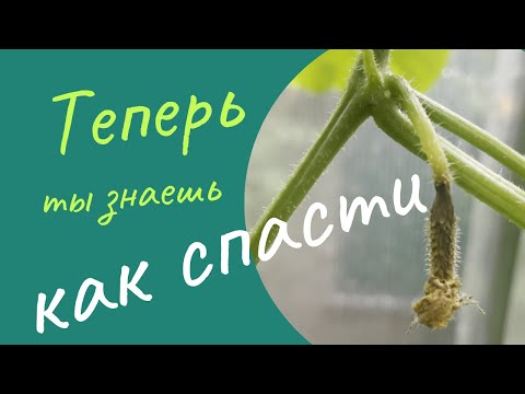 Теперь огурцы не будут гнить на листе.