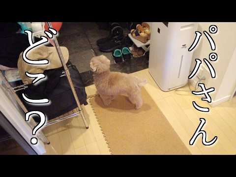 朝起きたらパパがいない！心配した愛犬が取った行動が...【トイプードル】