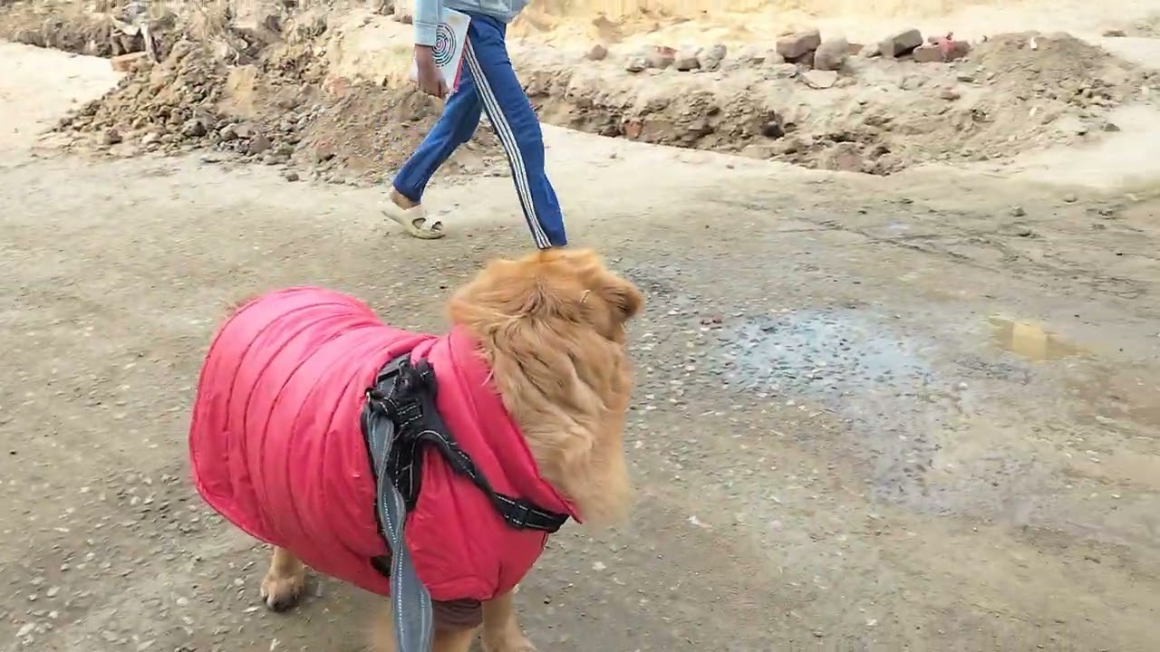 Golden Retriever  Jerry Ki Morning Walk  Cute Jerry Vlog