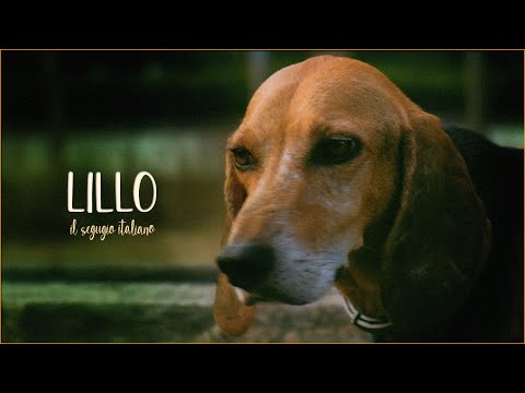 one minute short film - Lillo il segugio italiano nel Parco del Ticino