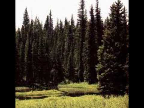 რატომ ვრთავთ ნაძვის ხეს