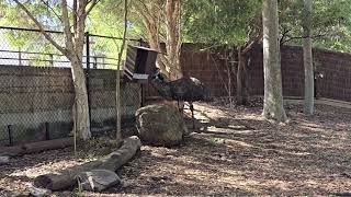 The Emu. Australia