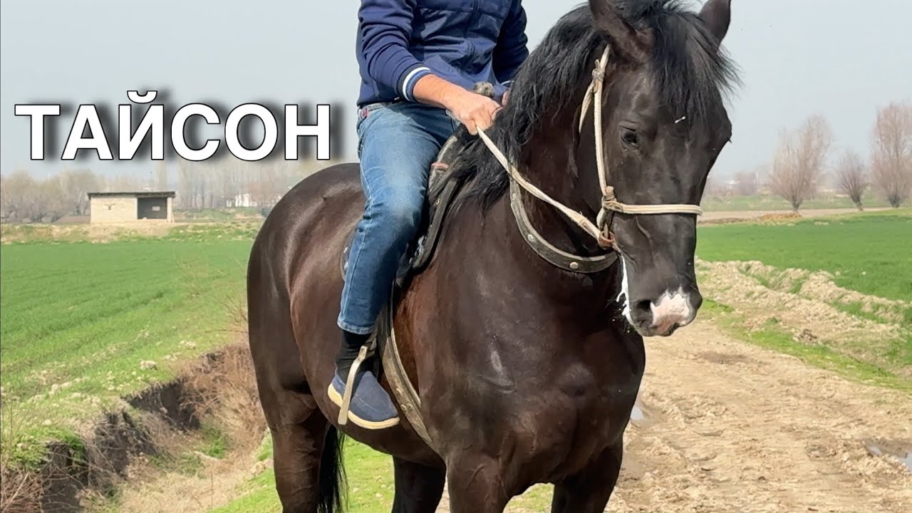 OTNI KO’RING HAVASGA MINADIGAN OT ISHQIBOZLARIGA